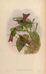 Diphlogaena hesperus = Coeligena iris hesperus
